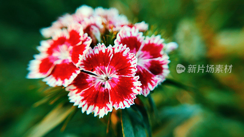 石竹(Dianthus barbatus)，又称甜威廉(sweet William)，是石竹科开花植物的一种
